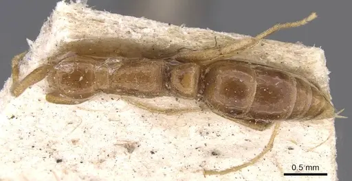 Leptogenys emiliae specimen