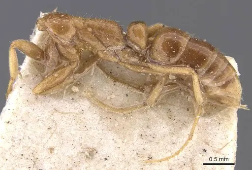 Leptogenys emiliae specimen