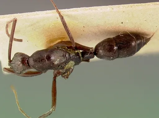 Leptogenys ergatogyna specimen