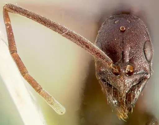 Leptogenys ergatogyna specimen