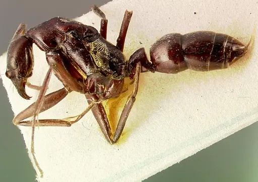 Leptogenys ergatogyna specimen