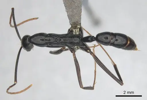 Leptogenys ergatogyna - CASENT0250093