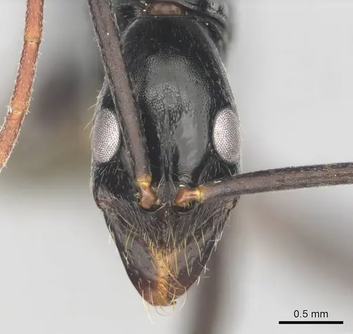 Leptogenys ergatogyna - CASENT0250093