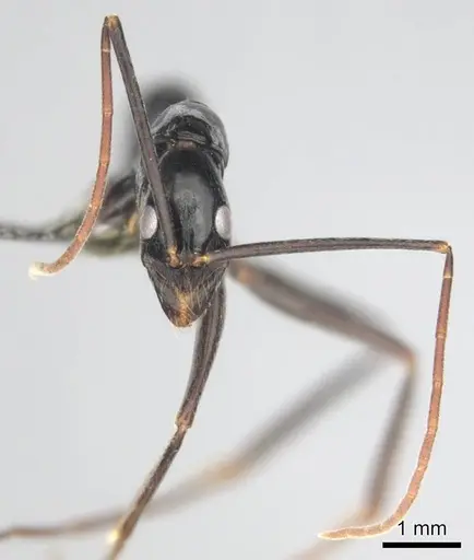 Leptogenys ergatogyna - CASENT0250093