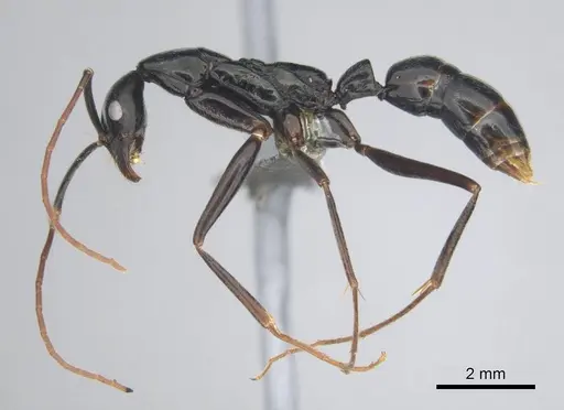 Leptogenys ergatogyna - CASENT0250093