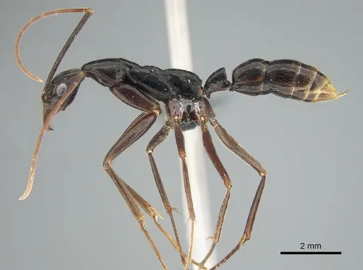 Leptogenys ergatogyna - CASENT0815024