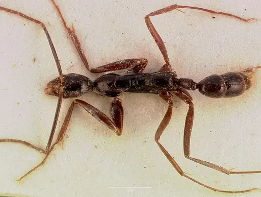 Leptogenys ergatogyna - SAM-ENT-0011535