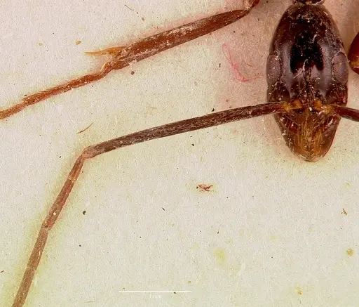 Leptogenys ergatogyna - SAM-ENT-0011535