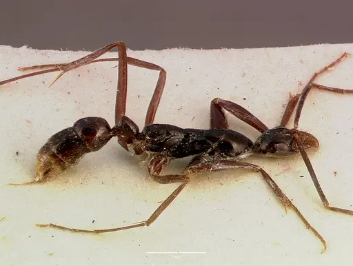 Leptogenys ergatogyna - SAM-ENT-0011535