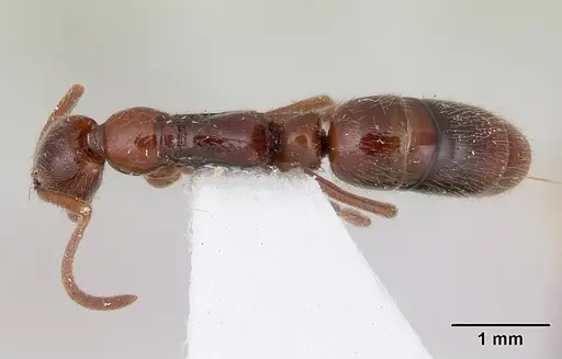 Leptogenys erugata specimen