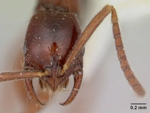 Leptogenys erugata specimen