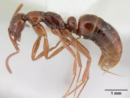 Leptogenys erugata specimen