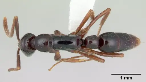 Leptogenys erugata - CASENT0178824