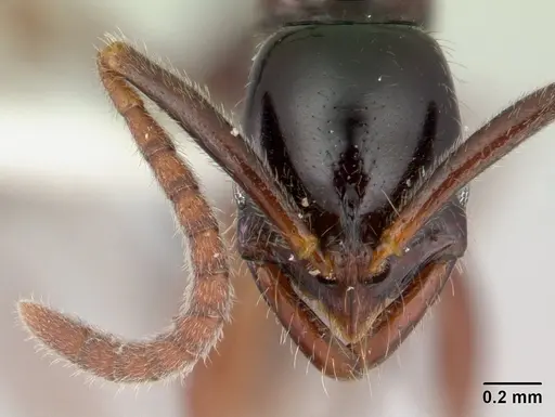 Leptogenys erugata - CASENT0178824