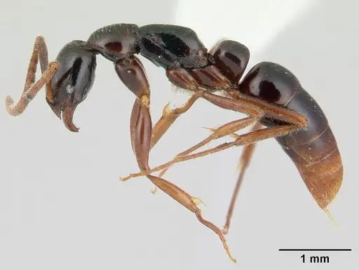 Leptogenys erugata - CASENT0178824