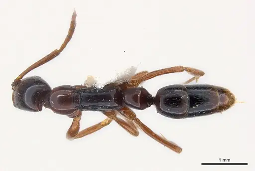 Leptogenys erugata - CASENT0217018