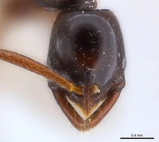 Leptogenys erugata - CASENT0217018