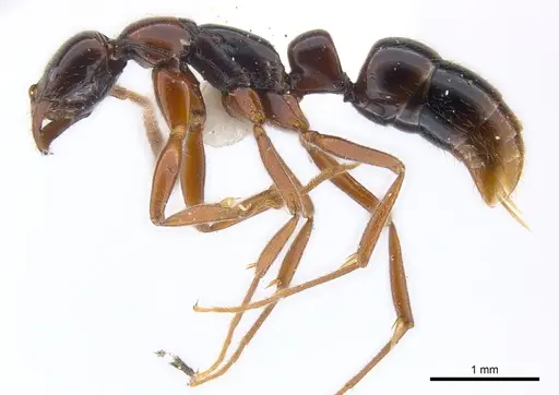 Leptogenys erugata - CASENT0217018