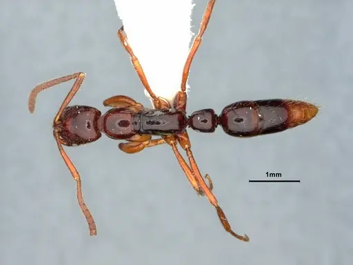 Leptogenys erugata - CASENT0882076