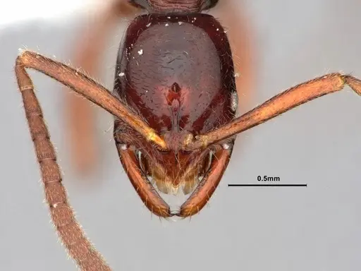 Leptogenys erugata - CASENT0882076