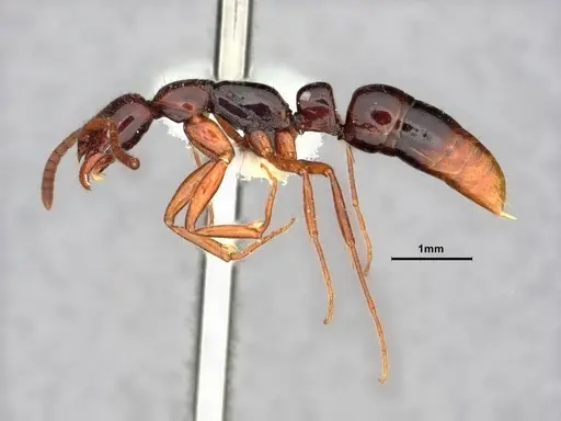 Leptogenys erugata - CASENT0882076