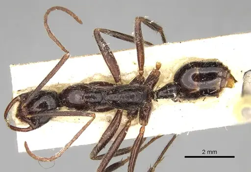 Leptogenys erythraea specimen