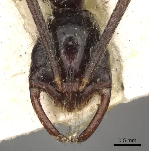 Leptogenys erythraea specimen