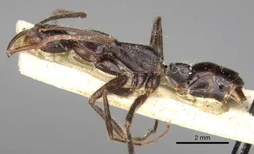 Leptogenys erythraea specimen