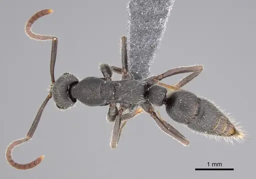 Leptogenys excellens specimen