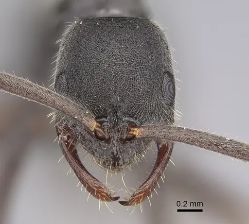 Leptogenys excellens specimen