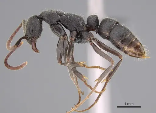 Leptogenys excellens specimen