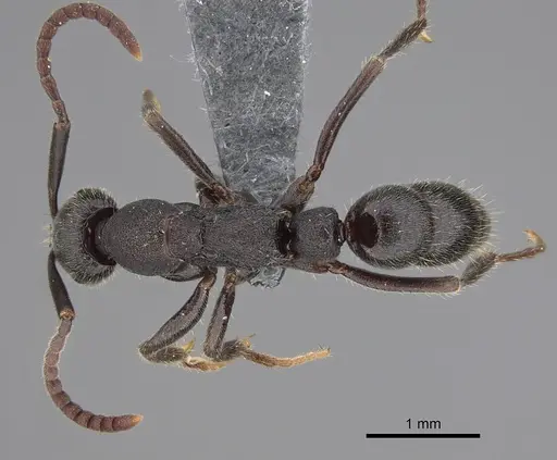 Leptogenys excellens - CASENT0781056