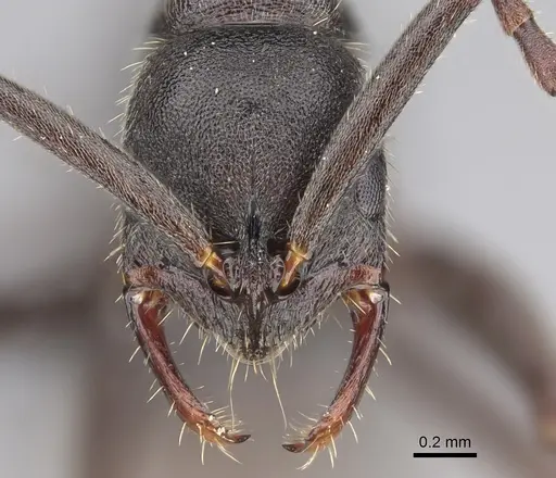 Leptogenys excellens - CASENT0781056