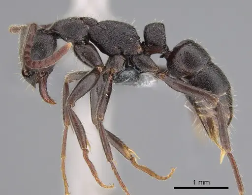 Leptogenys excellens - CASENT0781056