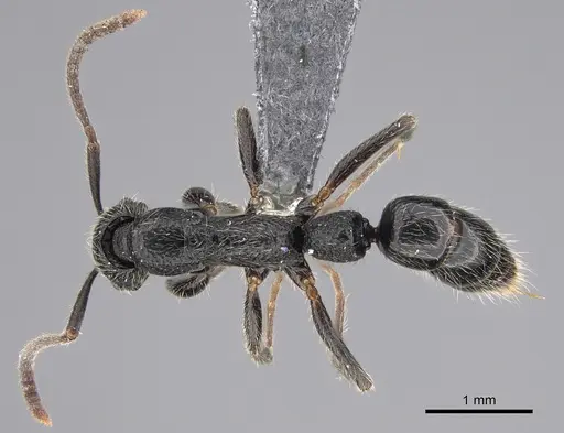 Leptogenys excellens - CASENT0821424