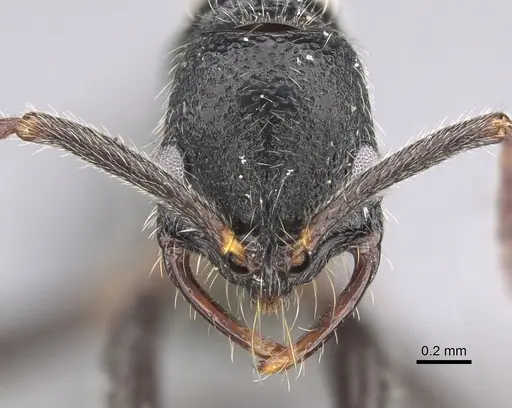 Leptogenys excellens - CASENT0821424