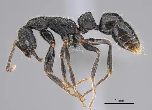 Leptogenys excellens - CASENT0821424