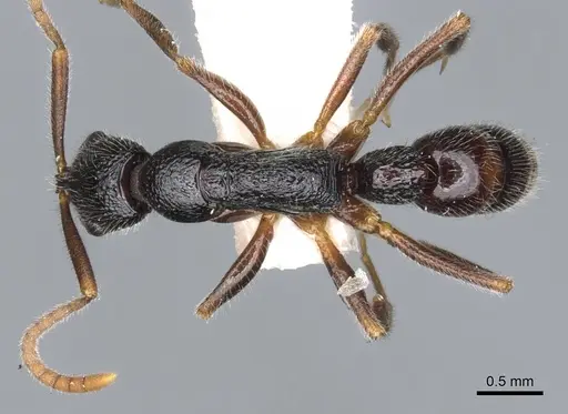 Leptogenys excellens - CASENT0902601