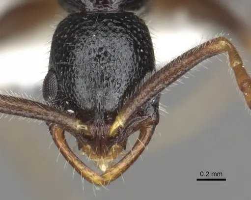 Leptogenys excellens - CASENT0902601