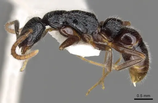 Leptogenys excellens - CASENT0902601