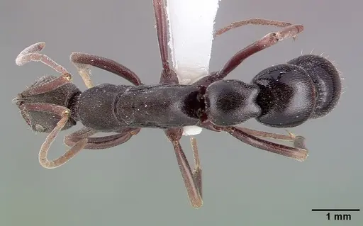 Leptogenys excisa specimen