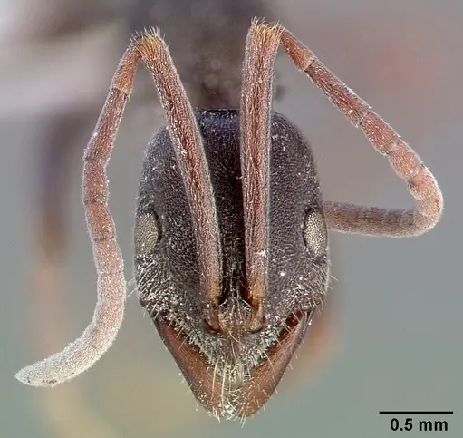 Leptogenys excisa specimen