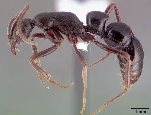 Leptogenys excisa specimen