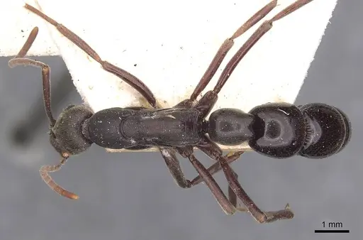 Leptogenys excisa - CASENT0907392