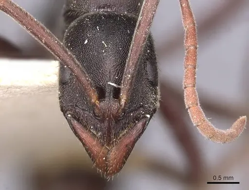 Leptogenys excisa - CASENT0907392