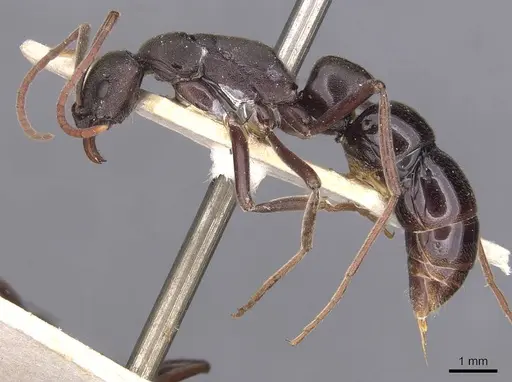 Leptogenys excisa - CASENT0907392