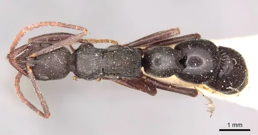 Leptogenys excisa - CASENT0915875