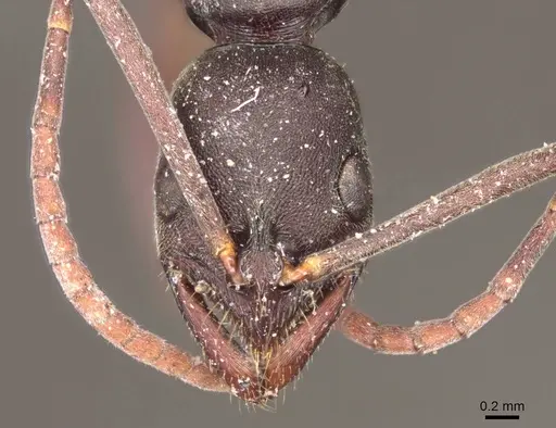 Leptogenys excisa - CASENT0915875