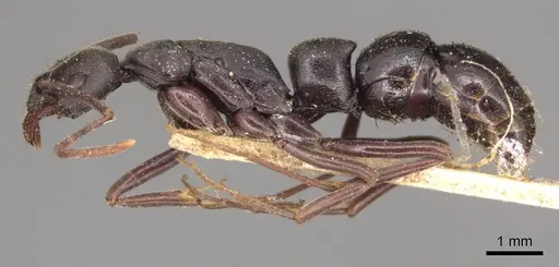 Leptogenys excisa - CASENT0915875