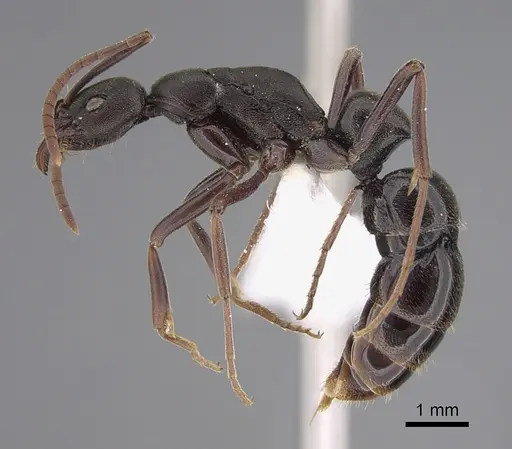 Leptogenys excisa - CASENT0923405